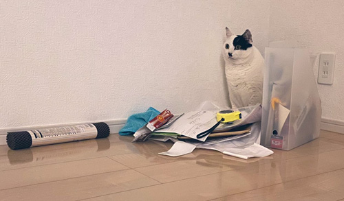 置物猫ちゃんややアップ