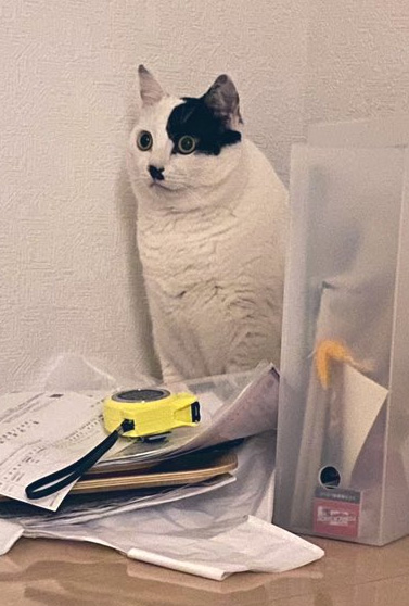 置物猫ちゃんドアップ