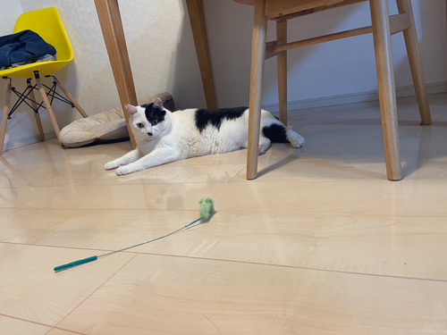 床に伏せる猫ちゃん