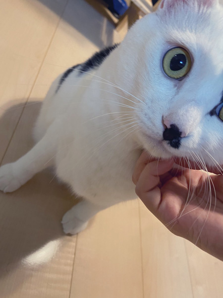 猫ちゃんアップ
