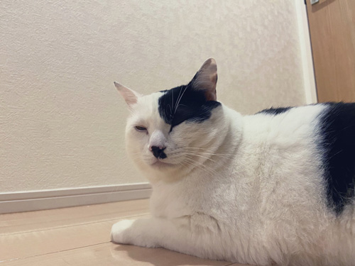 仏の顔猫ちゃん