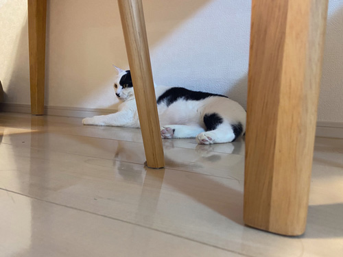 テーブルの足の向こうにいるむーちゃん