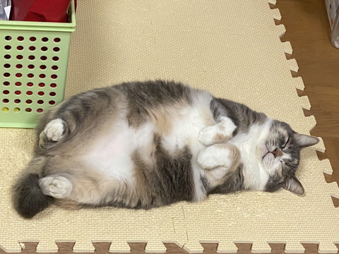 ラッコのようなネコちゃん