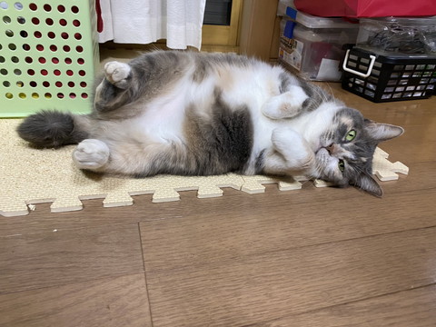 ラッコのようなネコちゃん