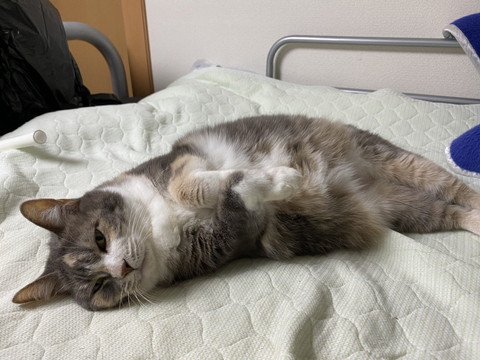 ラッコのようなネコちゃん