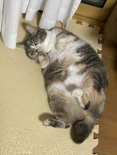 ラッコのようなネコちゃん