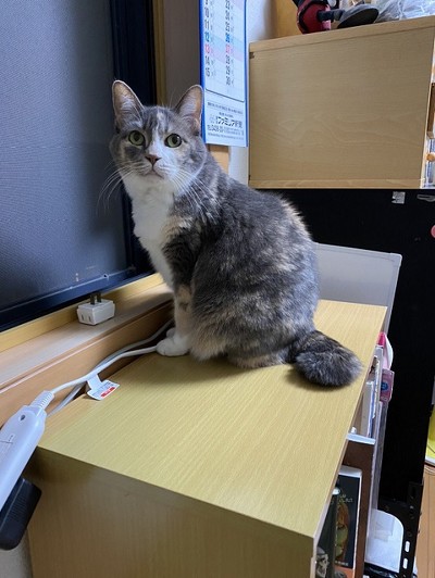 ラッコのようなネコちゃん