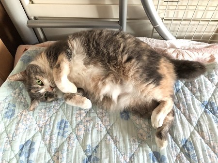 ラッコのようなネコちゃん