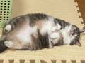 「猫があまりにも陸のラッコすぎて……」　モフモフむちむちな猫ちゃんの寝姿があいらしい