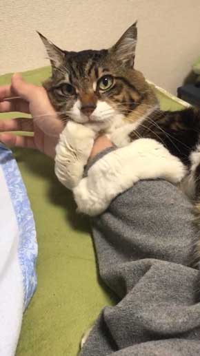 猫 ヤマダ 腕 ハグ 抱きしめ 季節