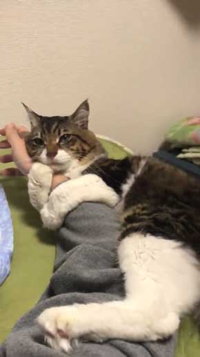 猫 ヤマダ 腕 ハグ 抱きしめ 季節