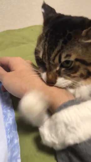 猫 ヤマダ 腕 ハグ 抱きしめ 季節