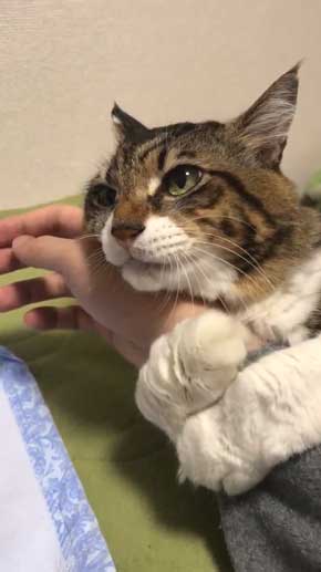 猫 ヤマダ 腕 ハグ 抱きしめ 季節