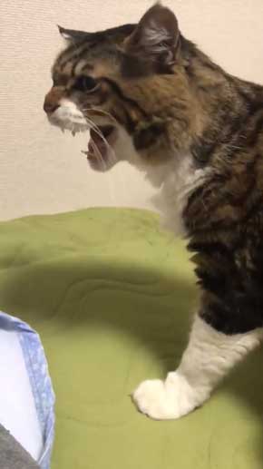 猫 ヤマダ 腕 ハグ 抱きしめ 季節