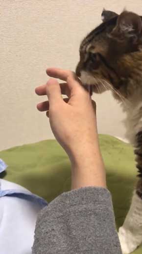 猫 ヤマダ 腕 ハグ 抱きしめ 季節