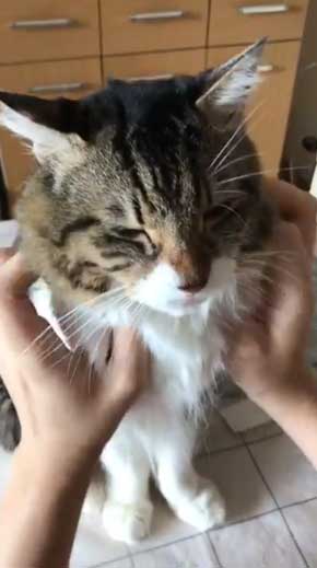 猫 ヤマダ 腕 ハグ 抱きしめ 季節