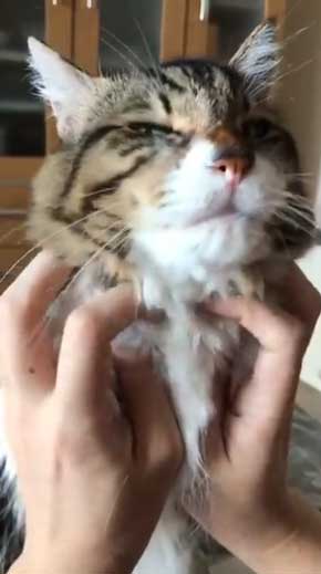 猫 ヤマダ 腕 ハグ 抱きしめ 季節