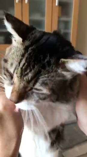 猫 ヤマダ 腕 ハグ 抱きしめ 季節