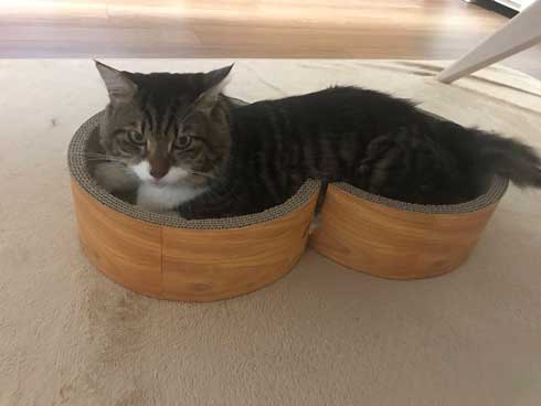 猫 ヤマダ 腕 ハグ 抱きしめ 季節