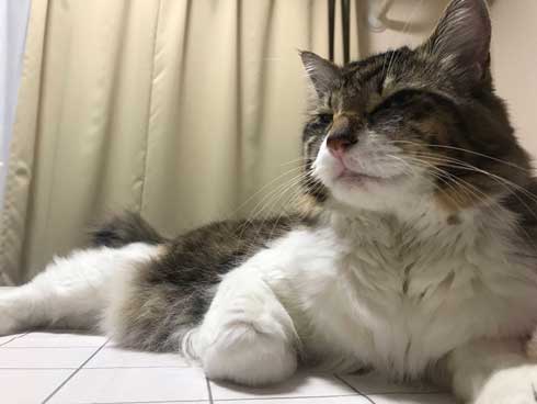猫 ヤマダ 腕 ハグ 抱きしめ 季節