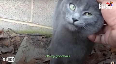 カルヴィン