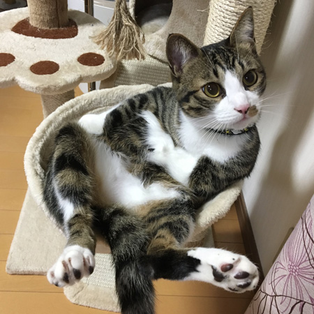 猫 頼もしい