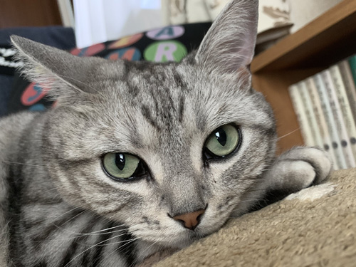 サスケさん顔アップ