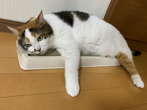 爪とぎの上で転がるサクラさん