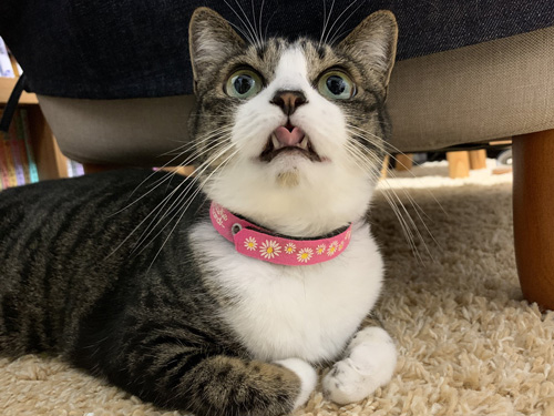 舌がハートなハチミツちゃん