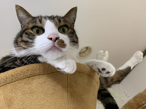 見下ろすとげまるくん