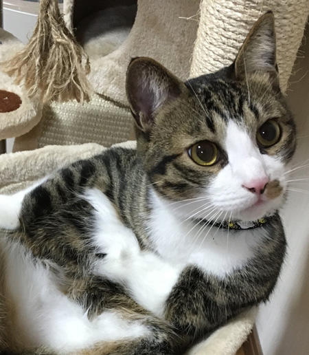 うで組みとげまるくんアップ