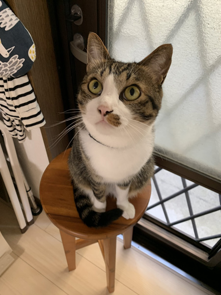 肩を狙うとげまるくん