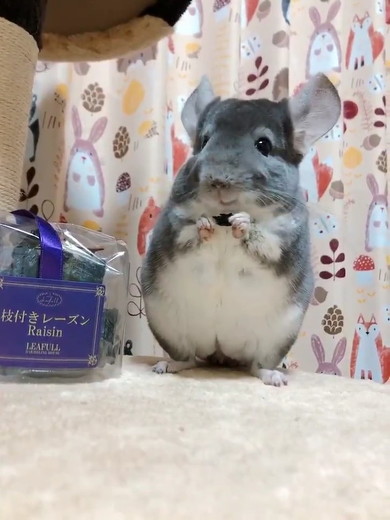 チンチラのニッチくん