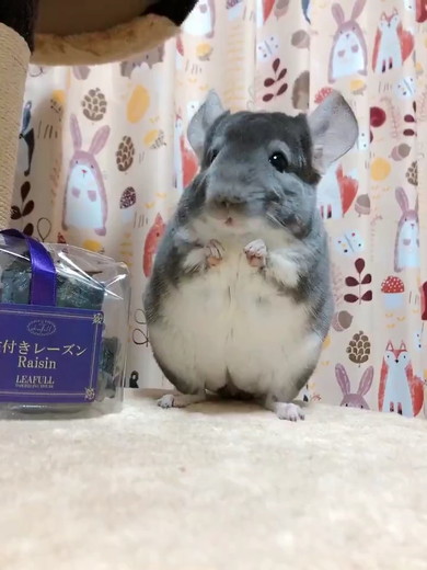 チンチラのニッチくん