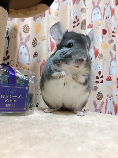チンチラのニッチくん