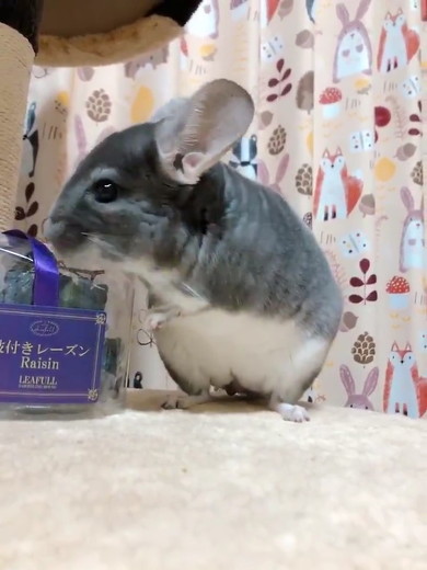 チンチラのニッチくん