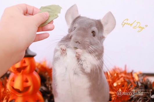 チンチラのニッチくん