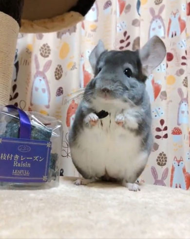 チンチラのニッチくん