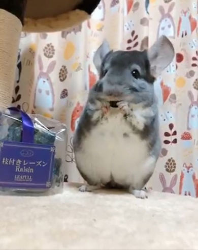 チンチラのニッチくん