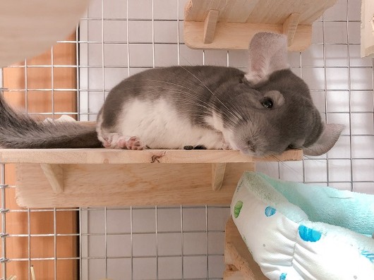 チンチラのニッチくん