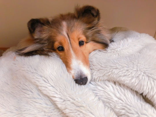 チンチラのニッチくん