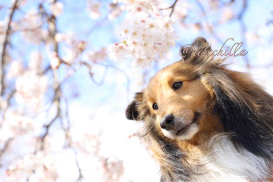 チンチラのニッチくん