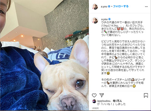 浜崎あゆみ 妊娠 愛犬