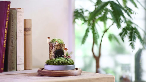 きのこリウム妖精のおうちのきのこ