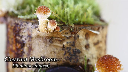 ホダ木にドアをつけたところ