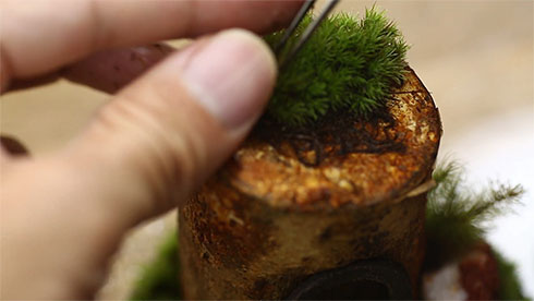 ホダ木の天井にコケを乗せている様子