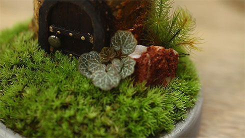 玄関前にヒメノユキシタが飢えられたところ