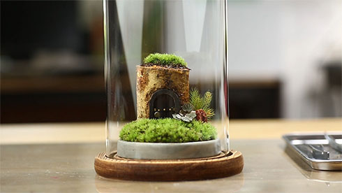 ガラス容器をかぶせたきのこリウム