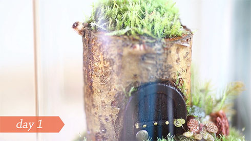 小さなきのこが生えている