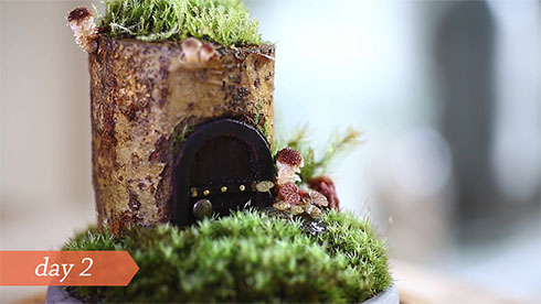 1センチ程度のきのこが生えている